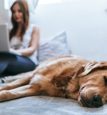 Dog laying on couch